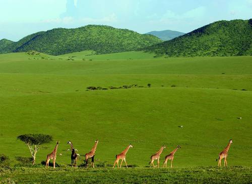stáda žiraf se pasou na obrovských zelených pláních a můžou se k vám kdykoli rozběhnout