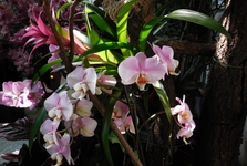Klosterneuburg - výstava orchideí      