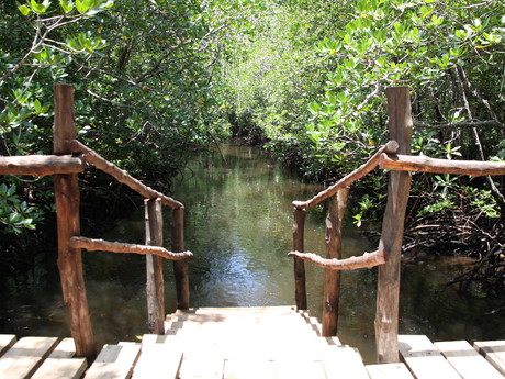 mangrove v Jozani