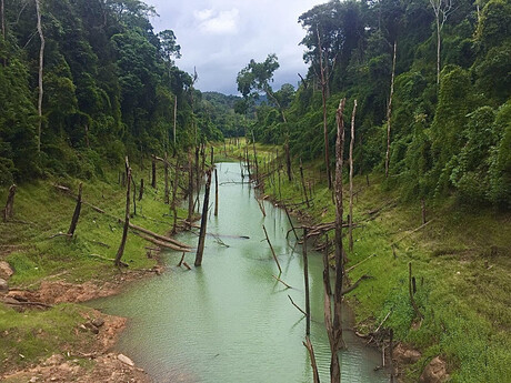 zatopené stromy v blízkosti jazera Thalang 