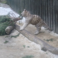 bílá forma tygra indického 5